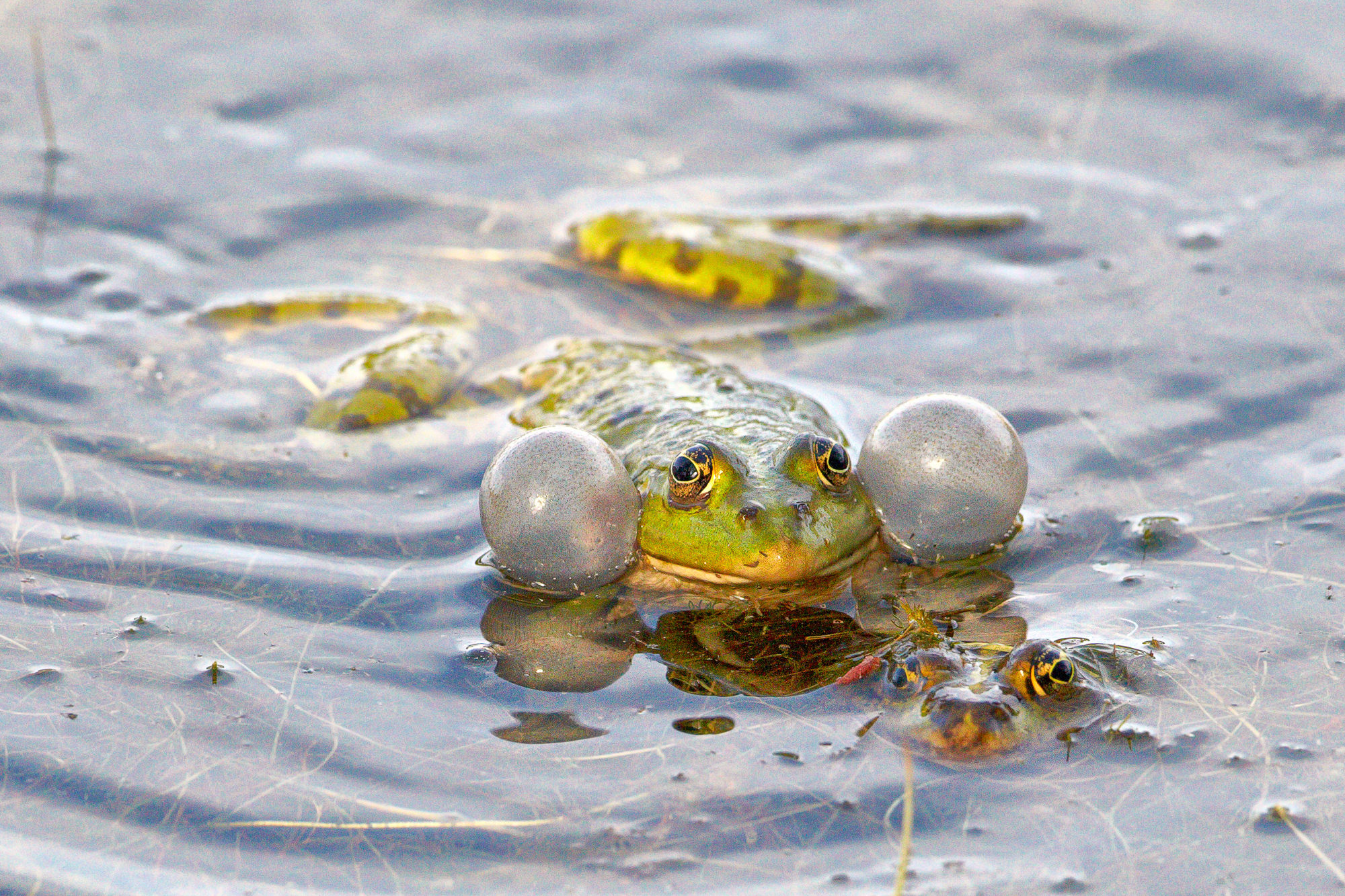 Water frog